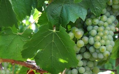 Top 7 Wineries to Visit in Orange NSW