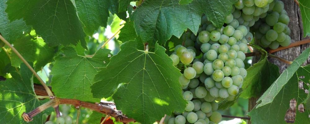 Top 7 Wineries to Visit in Orange NSW